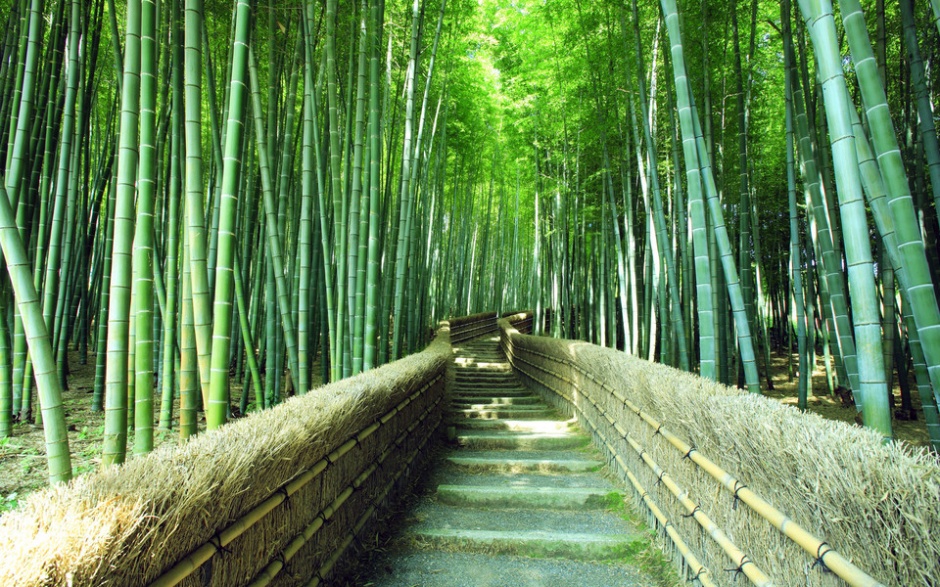 美丽大自然林间小路风景图片