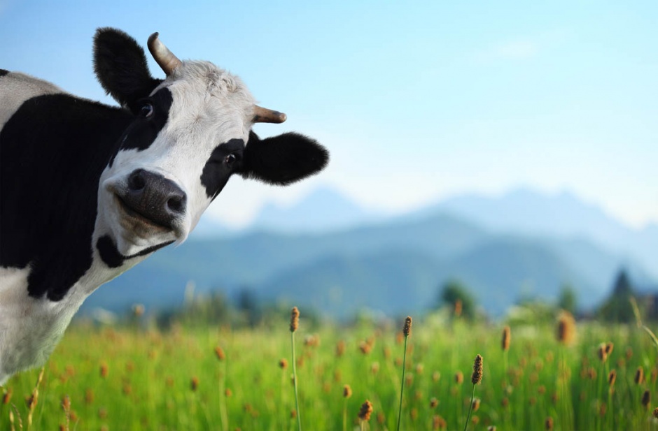 草原上可爱的奶牛图片
