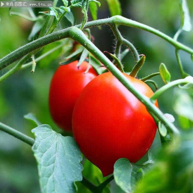 鲜红的番茄高清图片赏析
