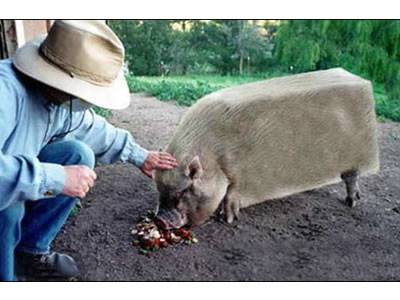 奇葩动物图片之吓方了的猪