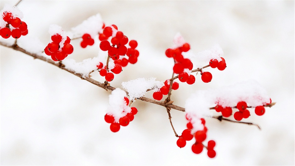 雪中的红果唯美自然风光壁纸