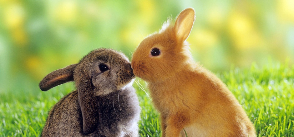 萌萌的小兔子动物接吻图片