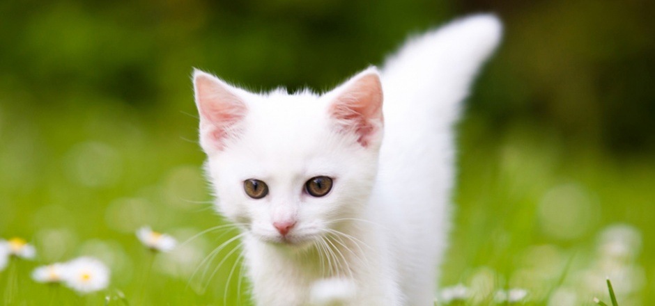 绿草地休闲玩耍的纯白色猫咪图片