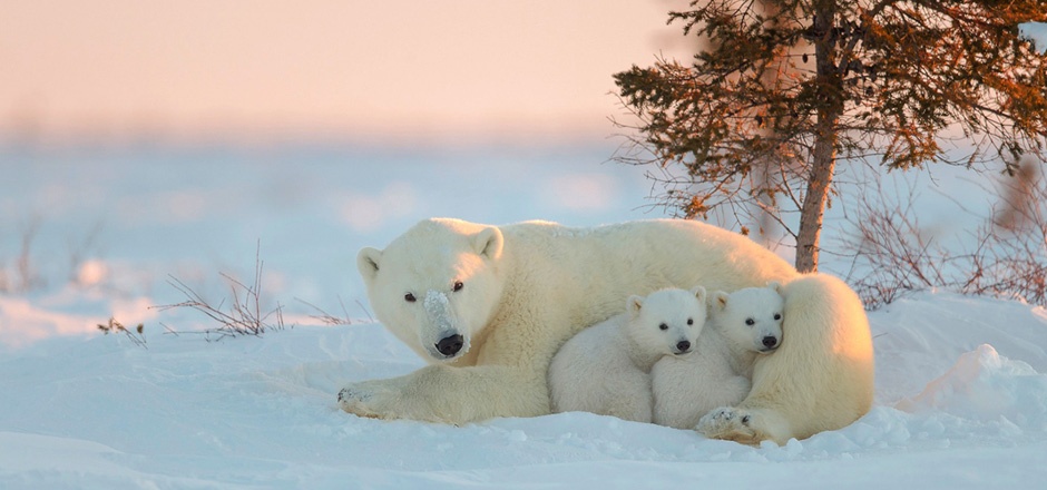 冬天雪地里可爱的北极熊图片