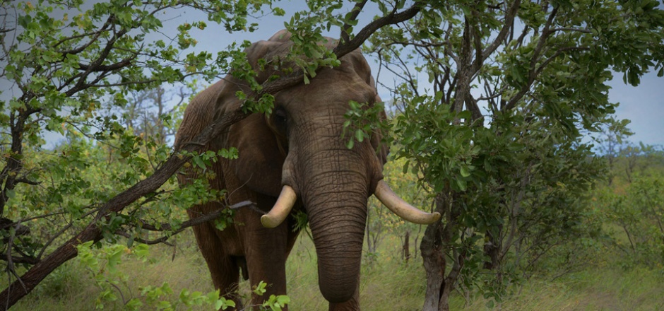 一头孤独的大象超清图片
