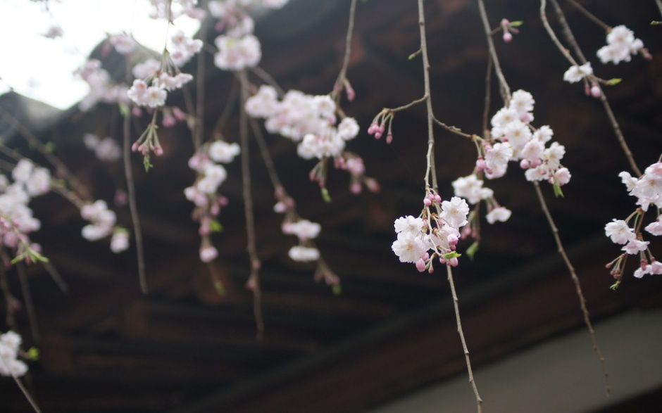温暖的春天粉色樱花摄影图片