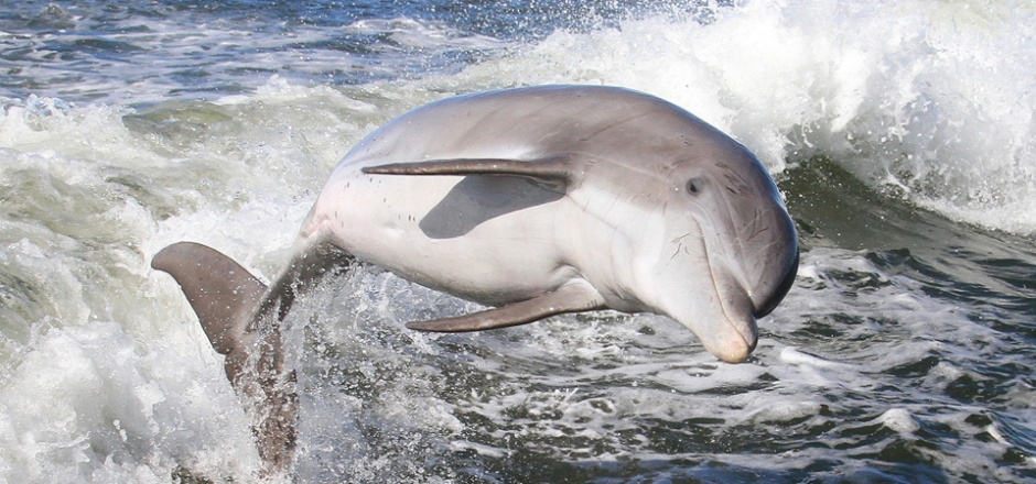 可爱的海豚高清摄影图片
