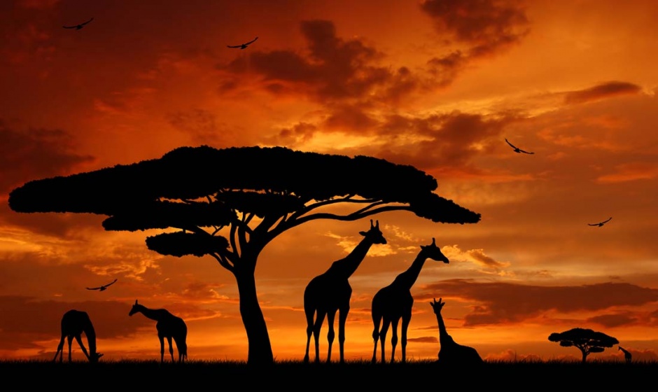 非洲大草原的动物剪影图片