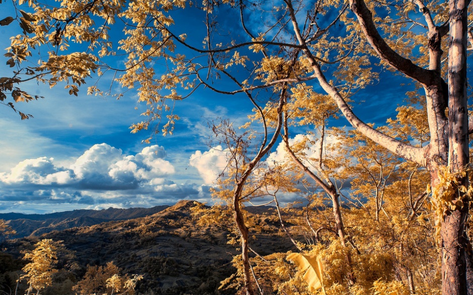 绝美的森林风景图片欣赏