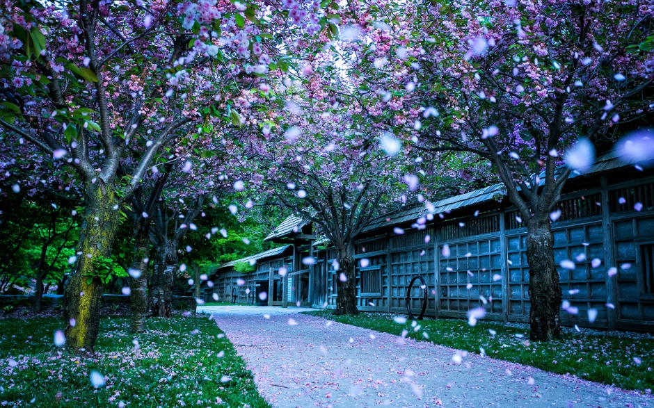 粉嫩的日本樱花唯美花卉壁纸图片