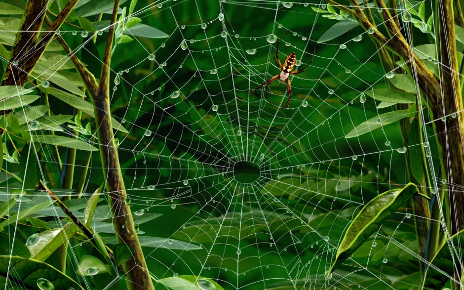 可爱清新的蜘蛛网背景图片