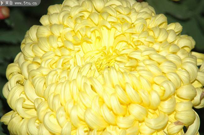 盛放的黄色菊花特写图片