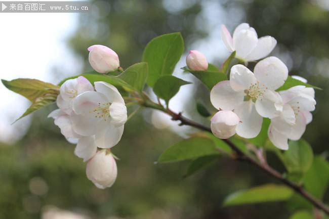 初春纯洁的白色鲜花摄影图片