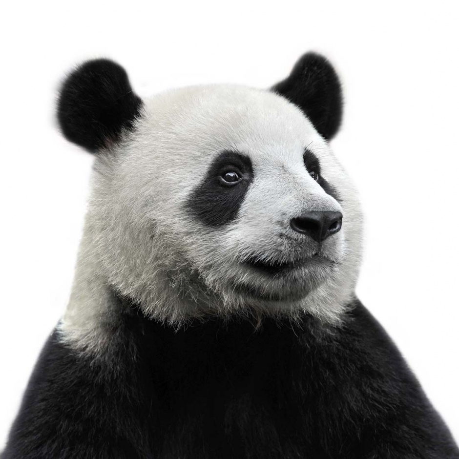 可爱的大熊猫高清图片素材