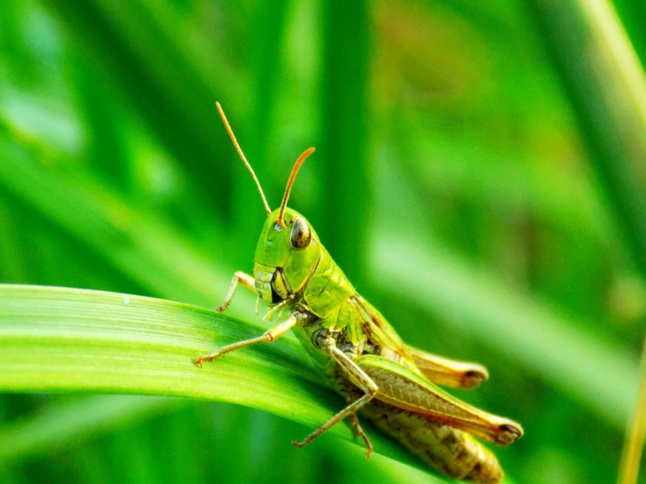 绿色的大蚂蚱高清摄影图片