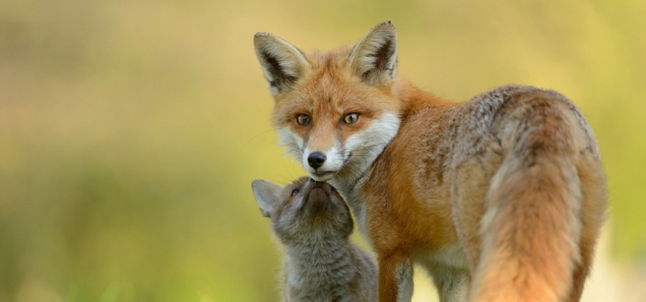 可爱的狐狸高清摄影图片