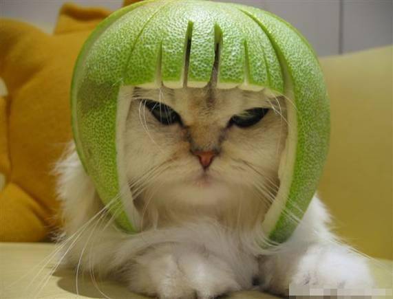 猫咪创意发型搞怪图片