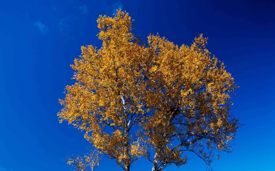 美丽的金色秋天树林风景图片