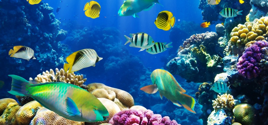 奇妙绚丽的海底世界图片