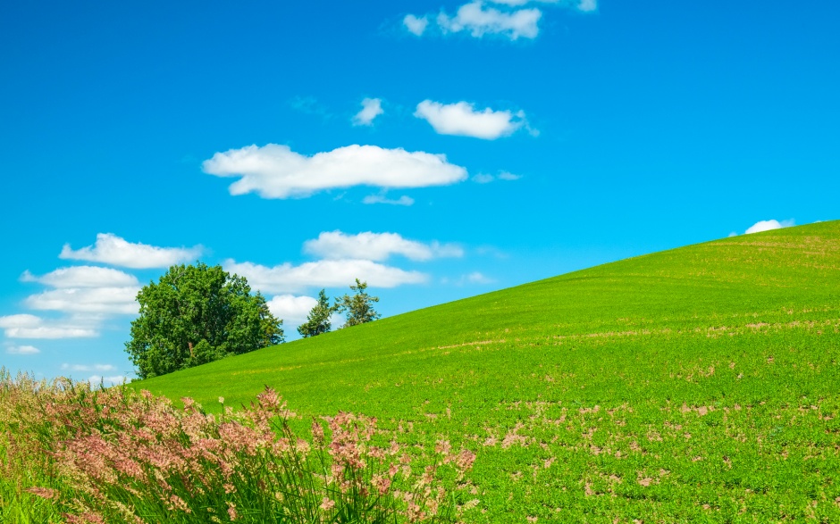 绿色的草原自然风景图片