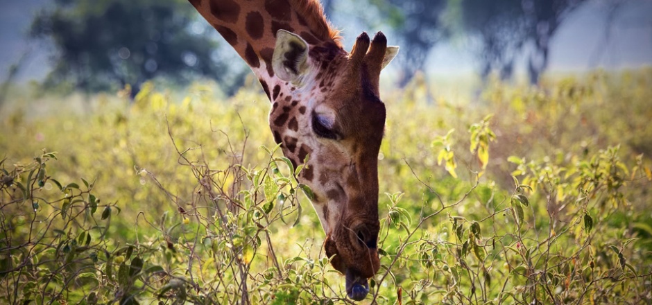 自然界可爱的长颈鹿高清图片
