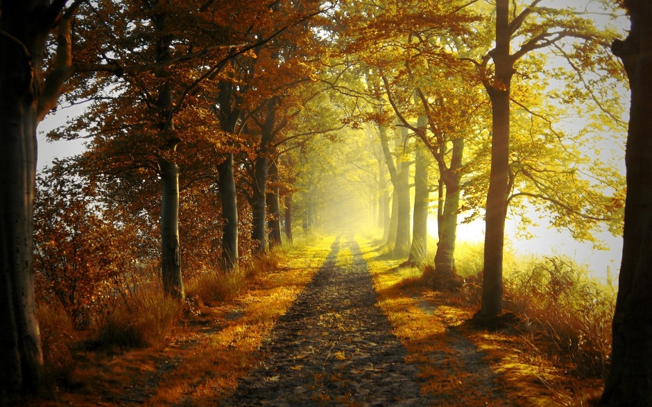 唯美浪漫的金黄秋天树林风景图片