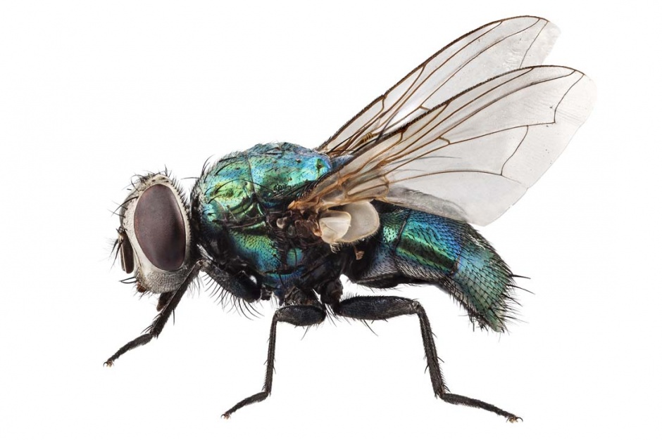 常见的苍蝇高清图片素材