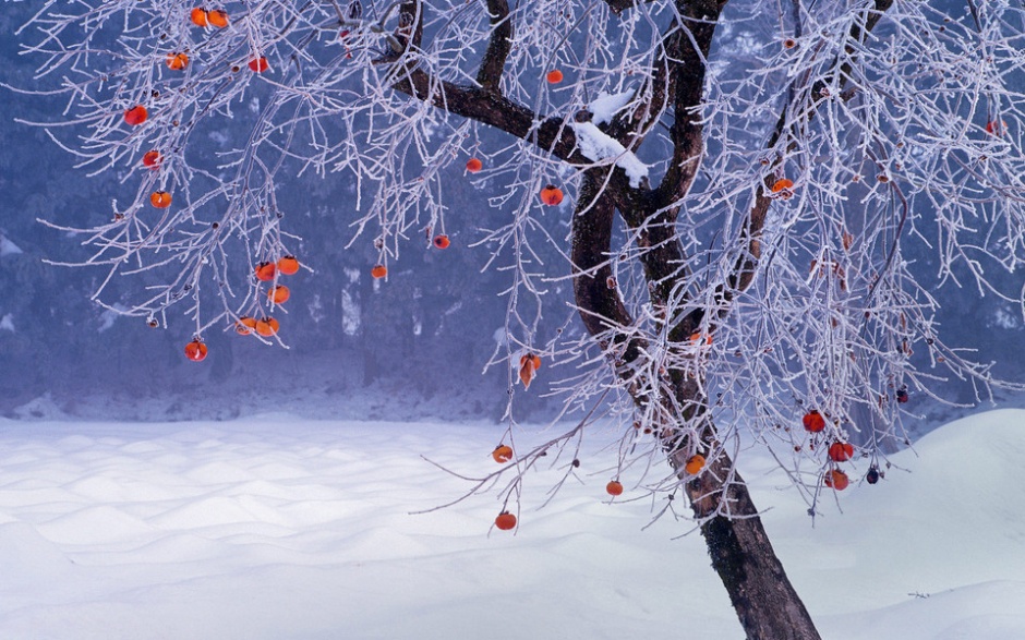 冬天的雪景风光摄影图片