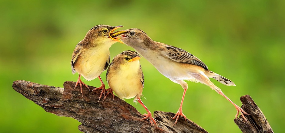 嘴对嘴喂食的鸟类动物图片
