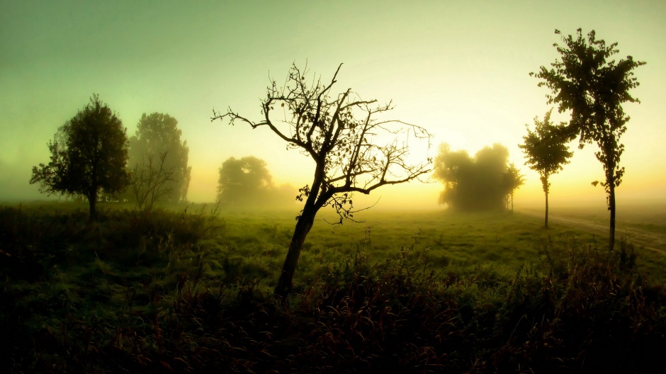 清晨平原云雾袅袅风景图片
