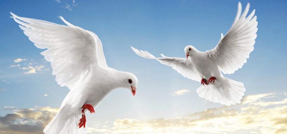 两只信鸽空中飞翔高清图片