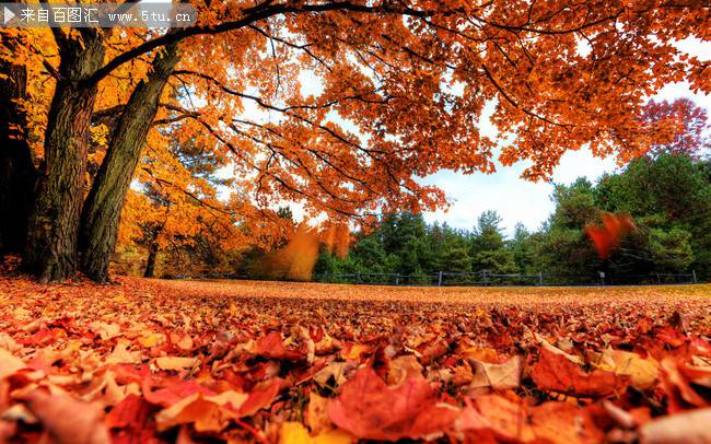 秋天落叶唯美伤感风景图片欣赏