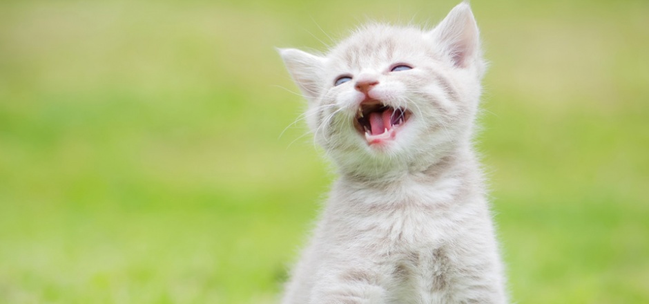 会笑的可爱小猫高清图片