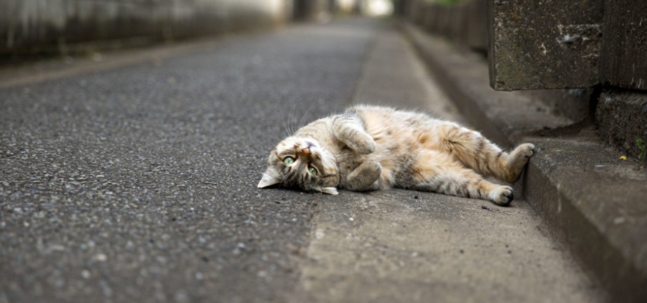 躺在地上卖萌的猫咪图片