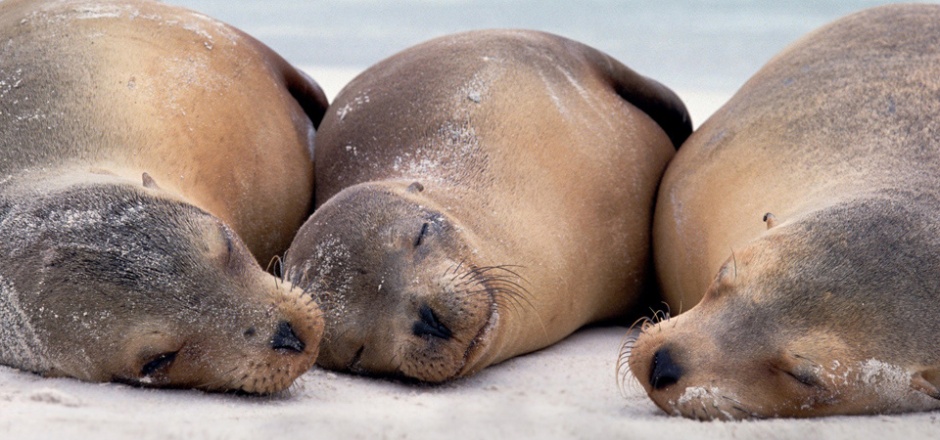 睡觉的动物小海狮图片