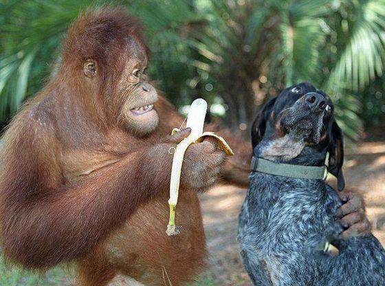 哥请你吃香蕉搞笑动物图片