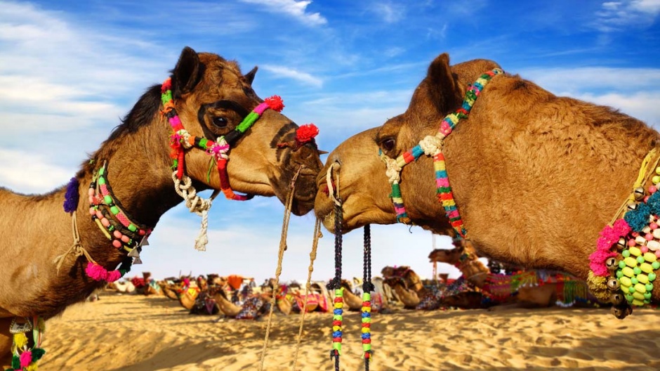 高大健壮的沙漠骆驼高清摄影图片