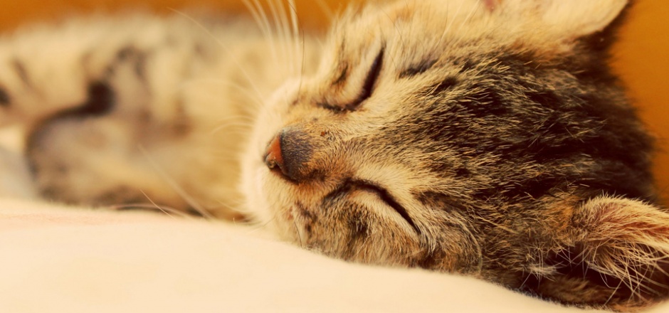 睡觉的猫高清特写图片