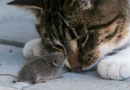 搞笑动物萌图之猫和老鼠的较量