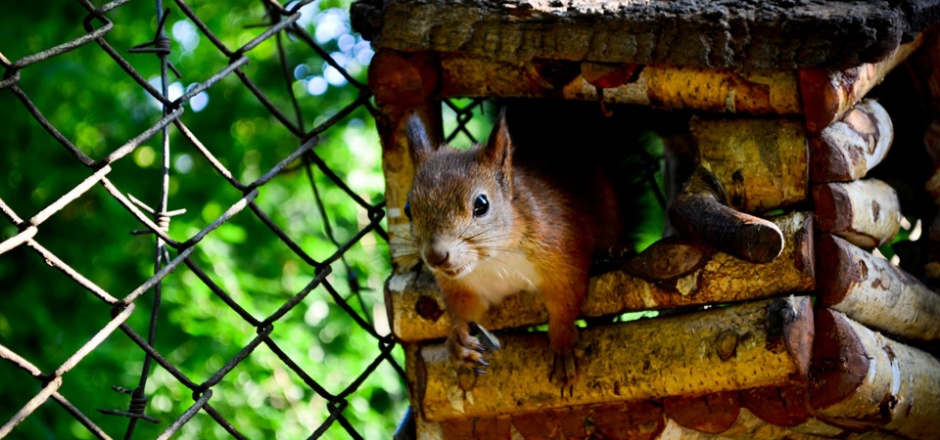 树洞里的松鼠高清摄影图片