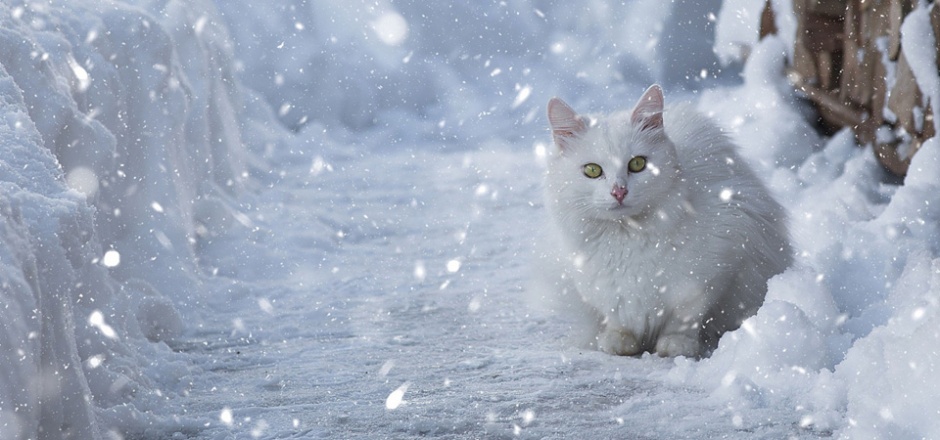 可爱的萌宠白色小猫咪图片