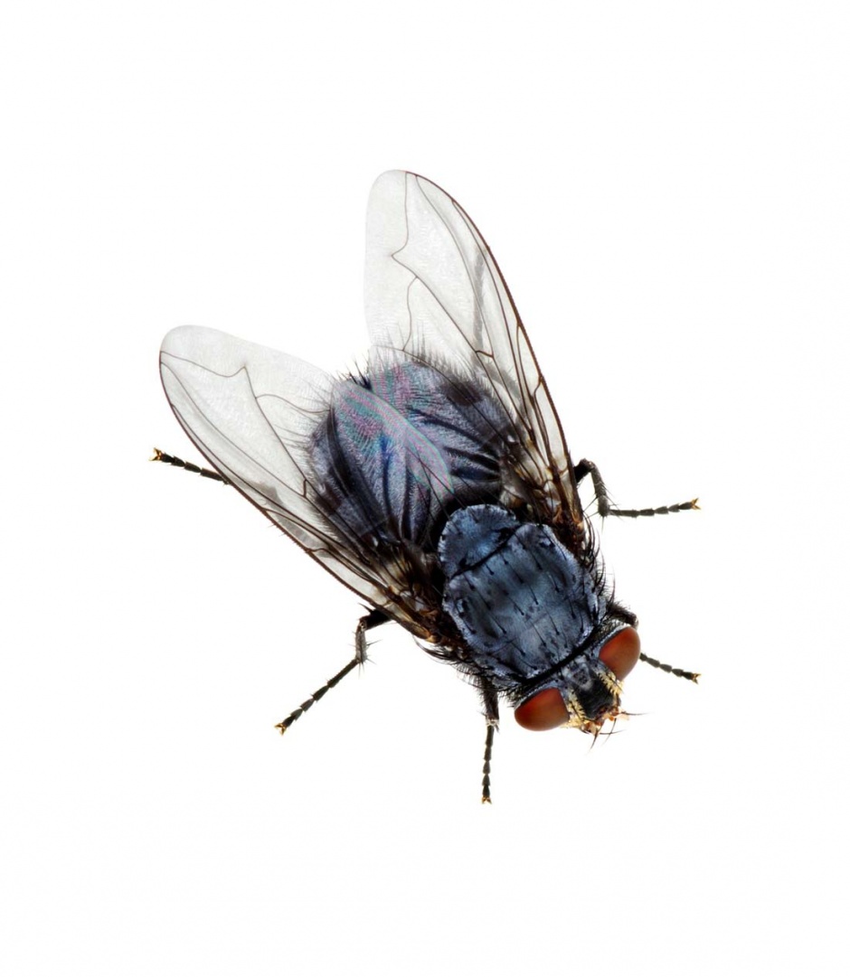 常见的苍蝇高清图片素材