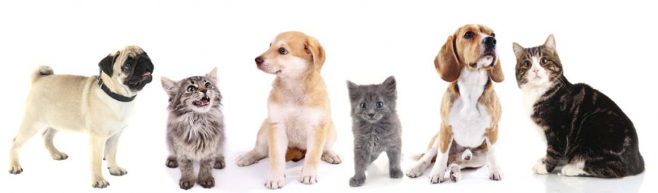 高清萌宠狗狗猫咪动物壁纸图片