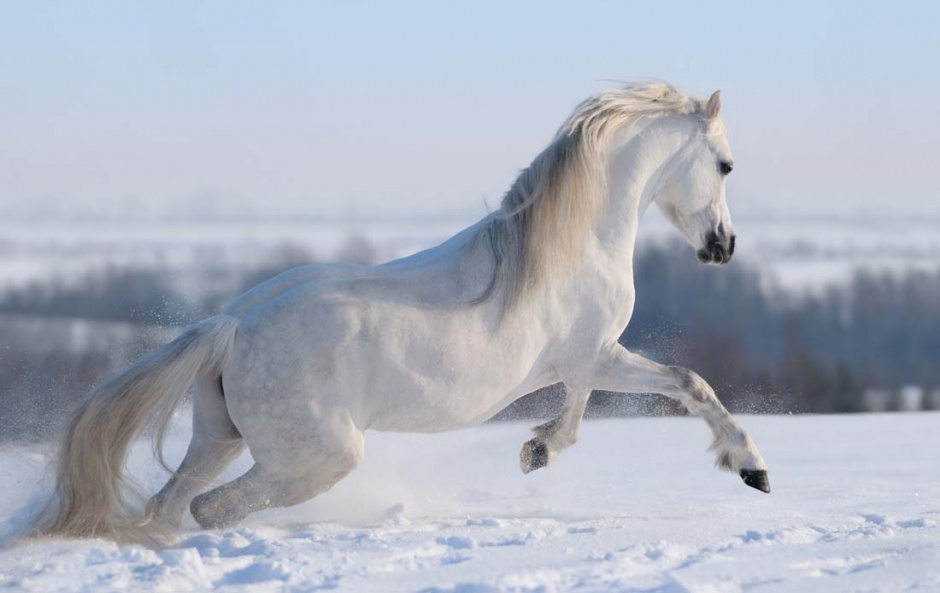 雪地上奔跑的白马图片