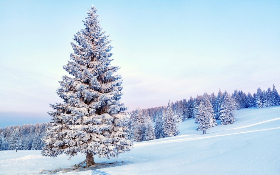俄罗斯冬天森林浪漫雪景高清壁纸