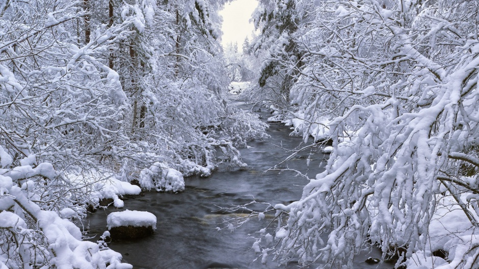 唯美冬天纯白森林雪景图片