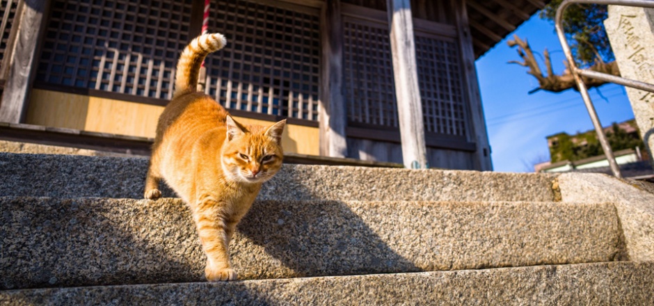 石阶上的猫咪壁纸超清图片