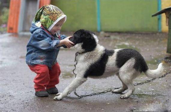 儿童和狗狗的爆笑图片