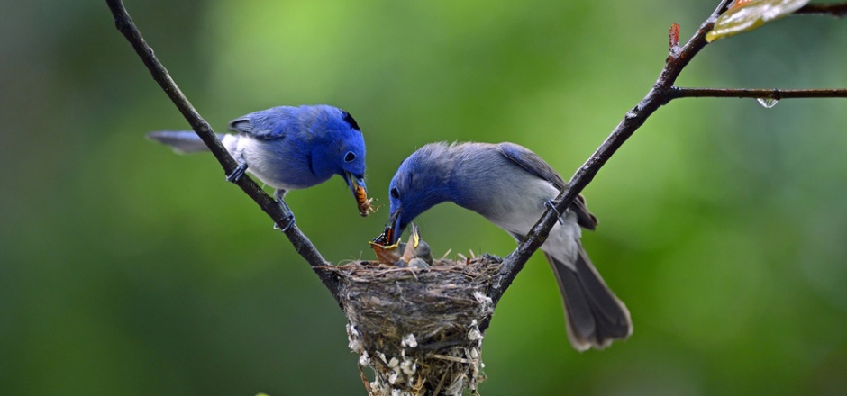 喂食幼仔的蓝色翠鸟图片