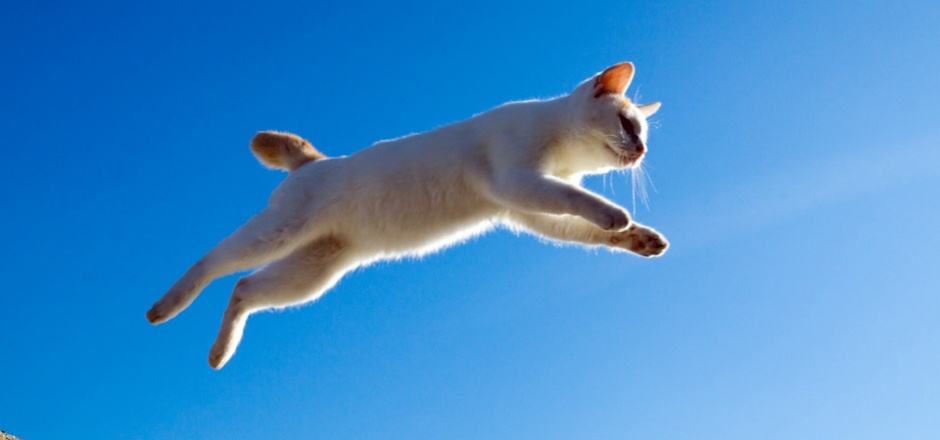 跳跃的白色猫咪壁纸图片